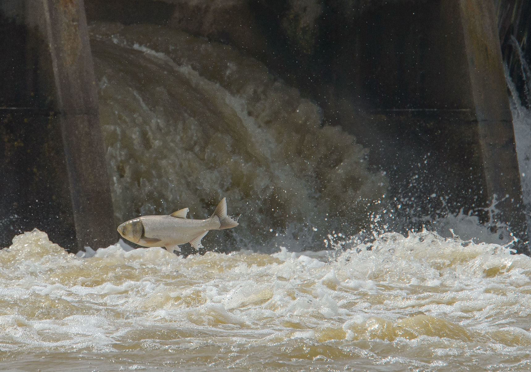 NO.spillwayopens.030918.002.JPG